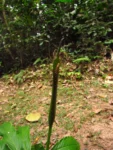 Asterostigma tweedieanaum (7)