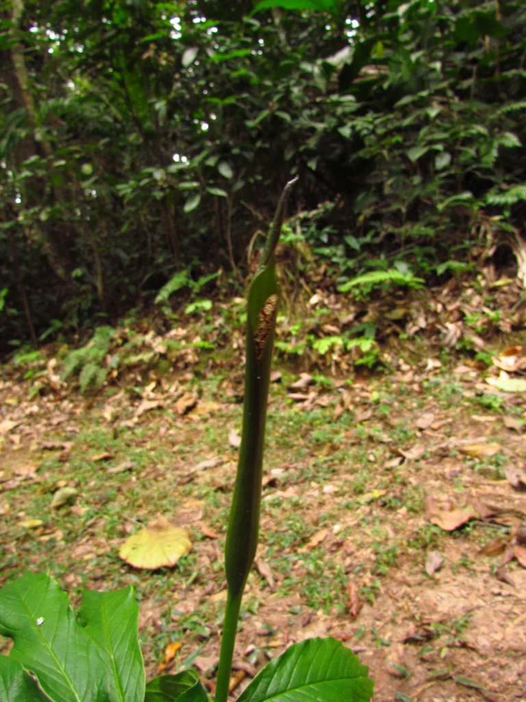 Asterostigma tweedieanaum (7)