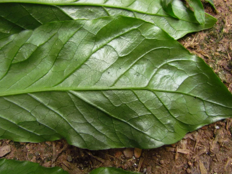 Asterostigma tweedieanaum (4)