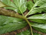 Asterostigma tweedieanaum (2)