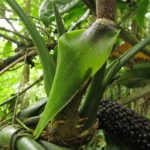 Anthurium pentaphyllum (30)