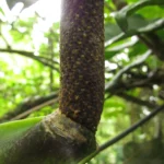 Anthurium pentaphyllum (18)
