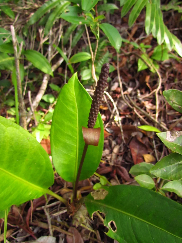 Anthurium loefgrenii (32)