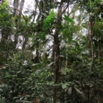 Anthurium pentaphyllum (1)