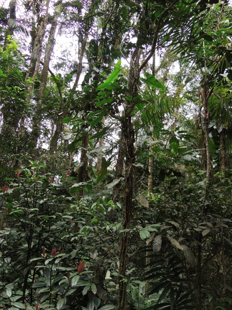 Anthurium pentaphyllum (1)