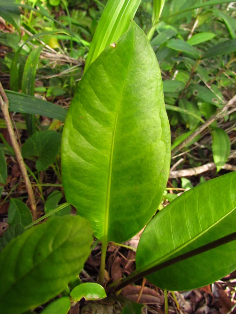 Anthurium loefgrenii (28)