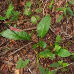 Anthurium loefgrenii (17)