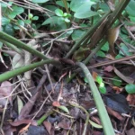 Anthurium loefgrenii (11)