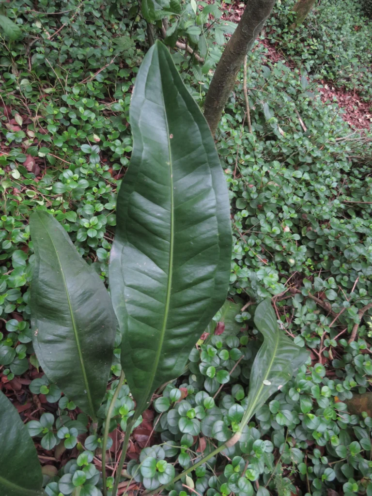 Anthurium loefgrenii (5)
