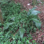 Anthurium loefgrenii (1)