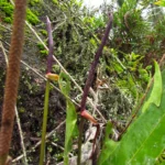 Anthurium gaudichaudianum (67)