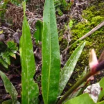 Anthurium gaudichaudianum (60)