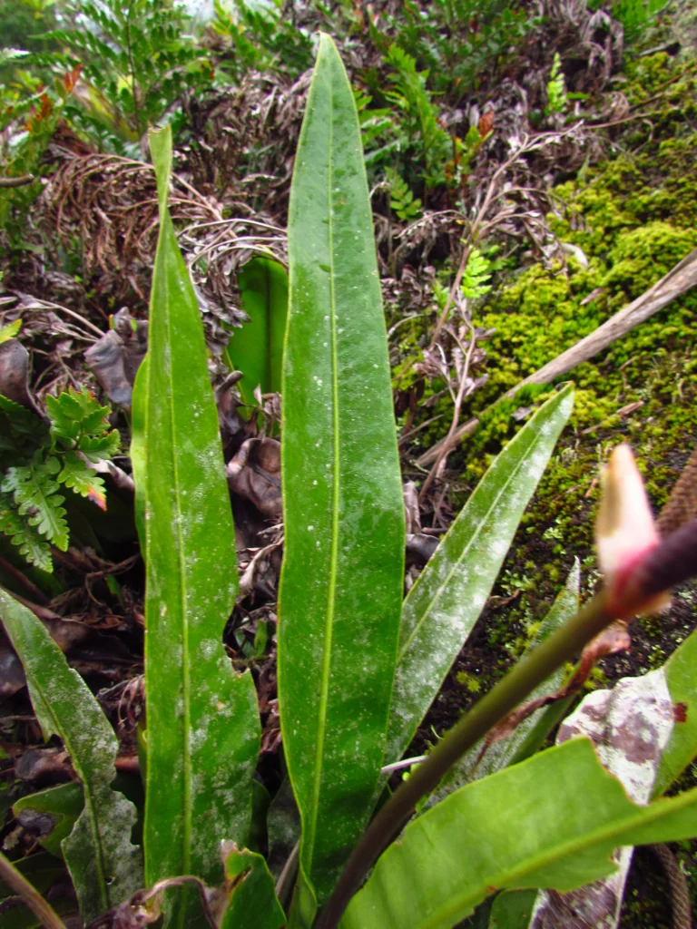 Anthurium gaudichaudianum (60)