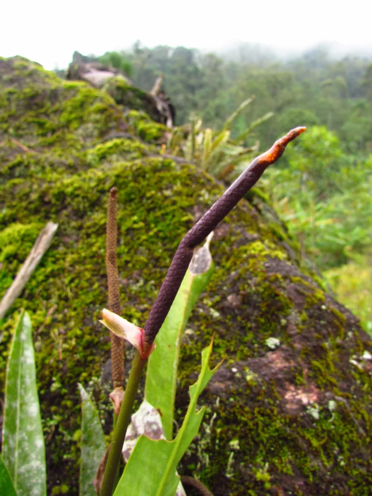 Anthurium gaudichaudianum (59)