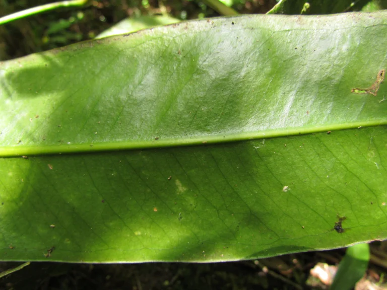 Anthurium gaudichaudianum (55)