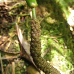 Anthurium gaudichaudianum (53)