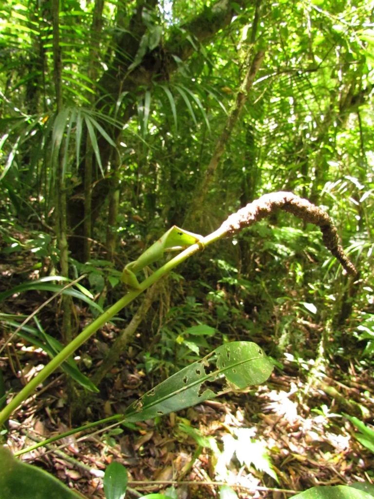 Anthurium gaudichaudianum (50)