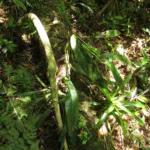 Anthurium gaudichaudianum (48)