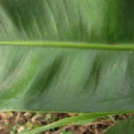 Anthurium gaudichaudianum (47)