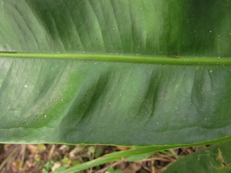 Anthurium gaudichaudianum (47)