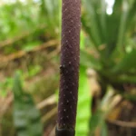 Anthurium gaudichaudianum (40)