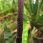 Anthurium gaudichaudianum (39)