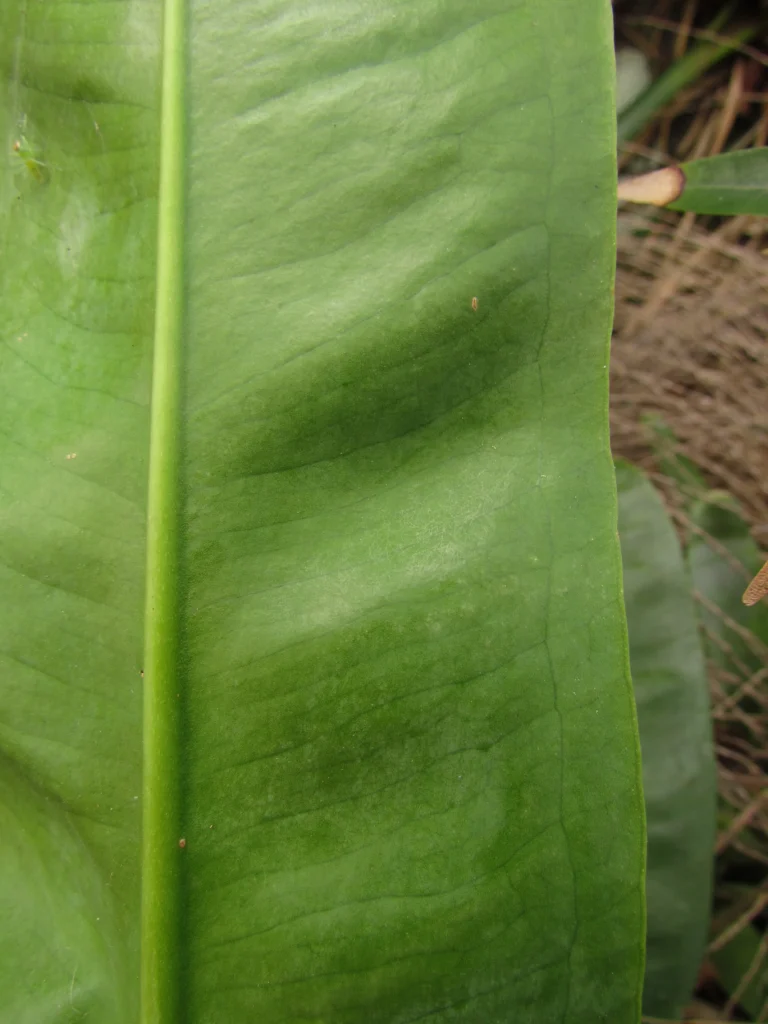 Anthurium gaudichaudianum (35)