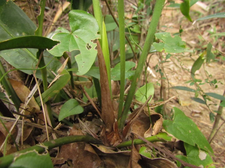 Anthurium gaudichaudianum (36)