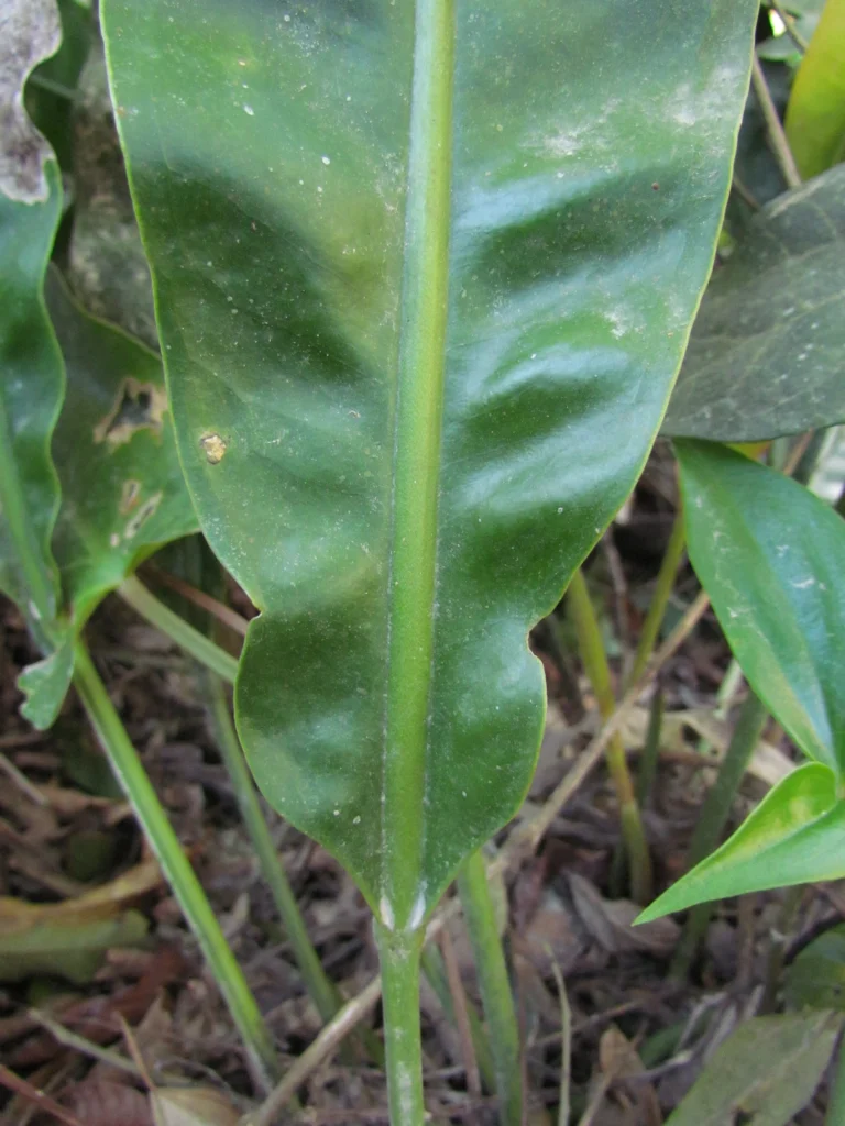 Anthurium gaudichaudianum (32)
