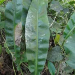 Anthurium gaudichaudianum (31)