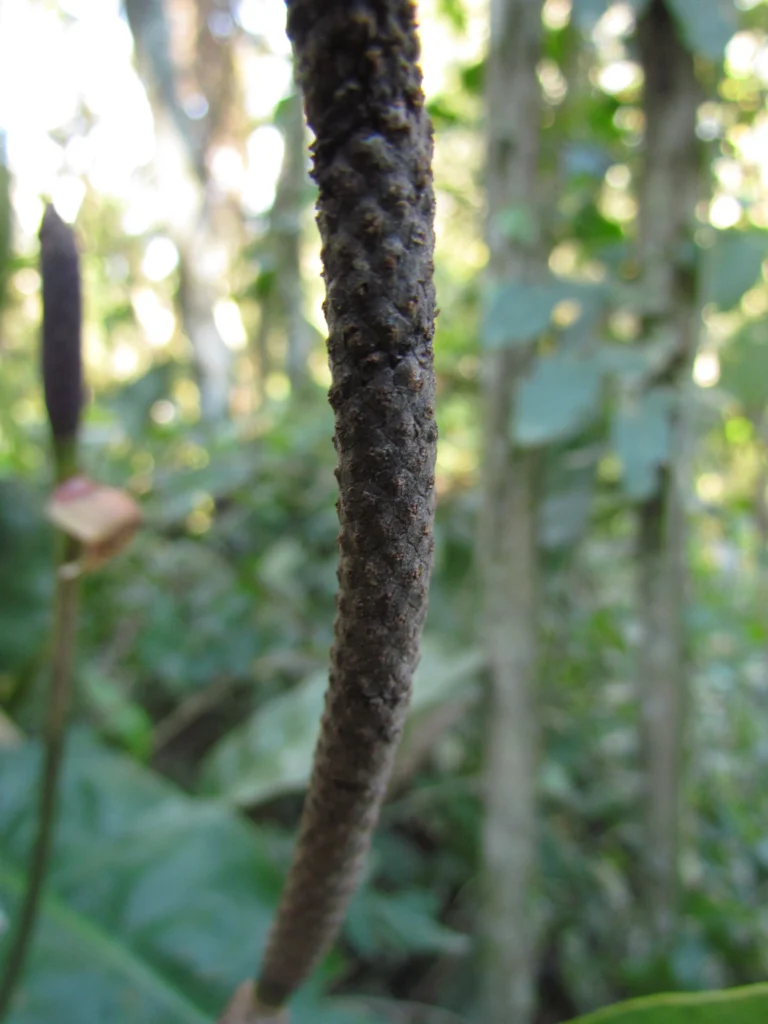 Anthurium gaudichaudianum (29)
