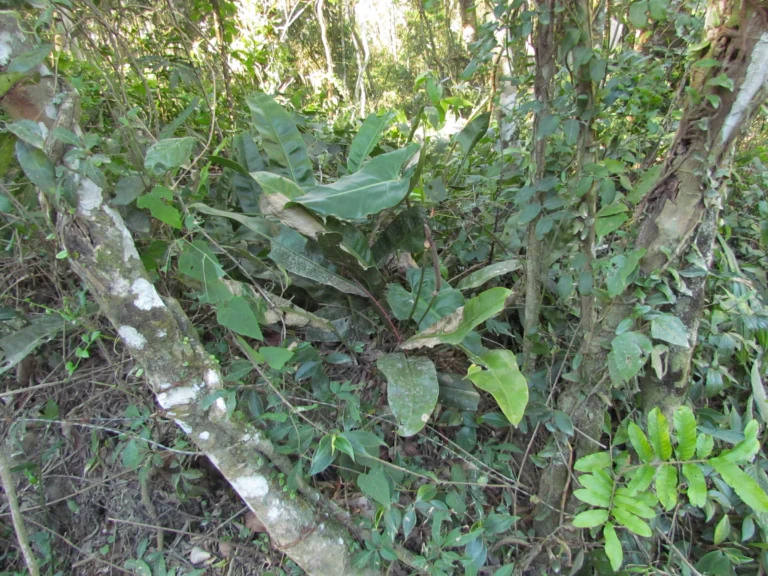 Anthurium gaudichaudianum (26)