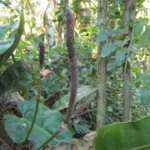 Anthurium gaudichaudianum (27)