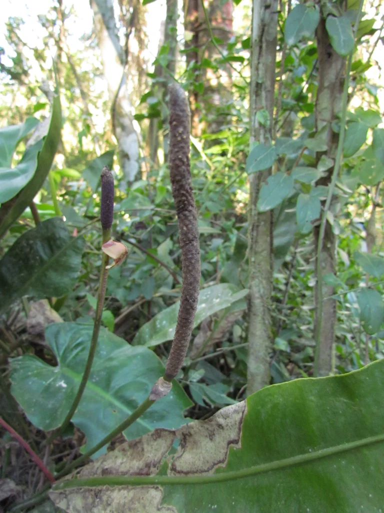 Anthurium gaudichaudianum (27)