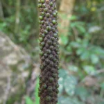 Anthurium gaudichaudianum (23)