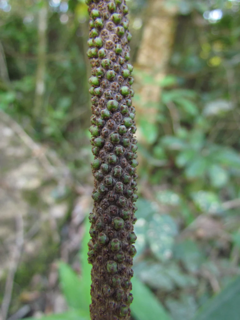 Anthurium gaudichaudianum (23)