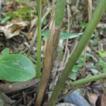 Anthurium gaudichaudianum (24)