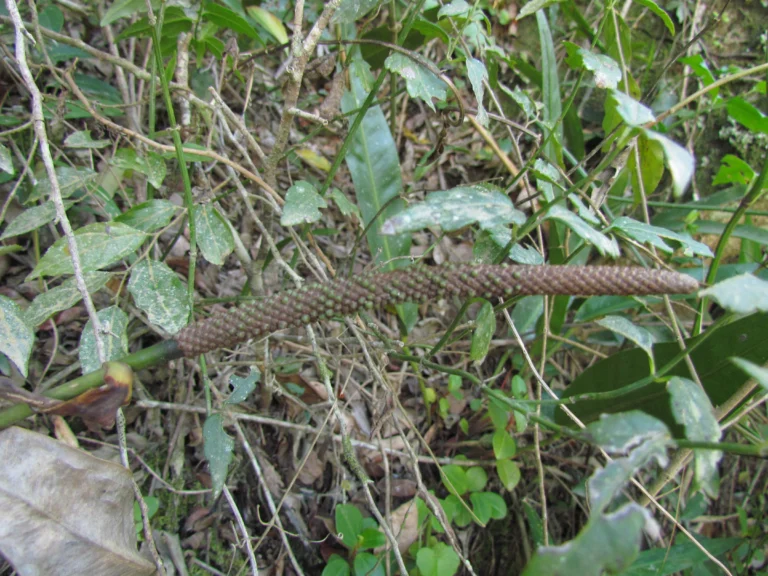 Anthurium gaudichaudianum (19)