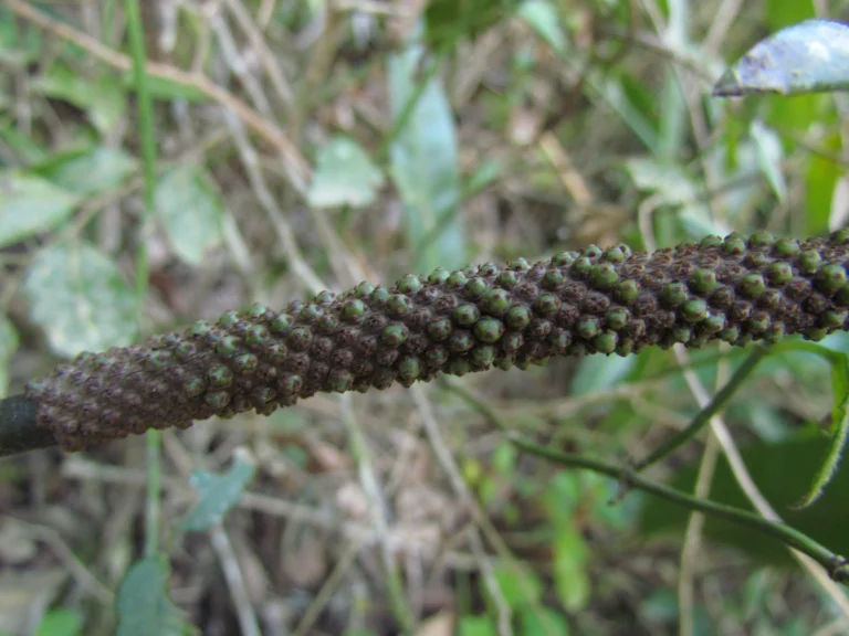 Anthurium gaudichaudianum (20)