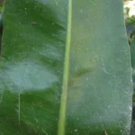 Anthurium gaudichaudianum (17)
