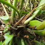 Anthurium gaudichaudianum (11)