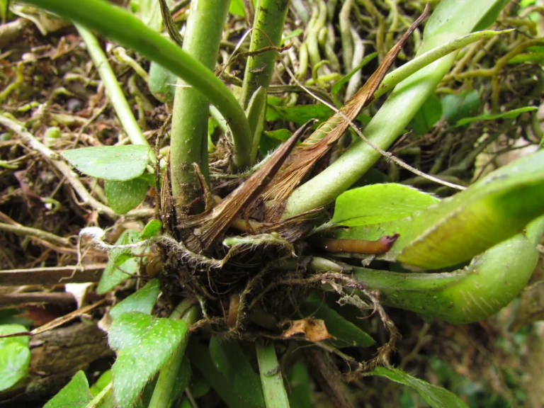 Anthurium gaudichaudianum (11)