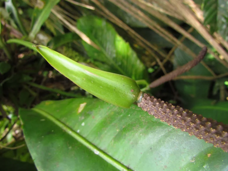 Anthurium gaudichaudianum (8)
