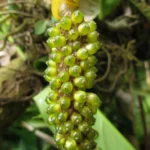 Anthurium gaudichaudianum (6)