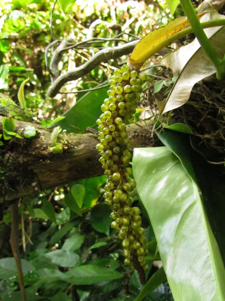 Anthurium gaudichaudianum (5)