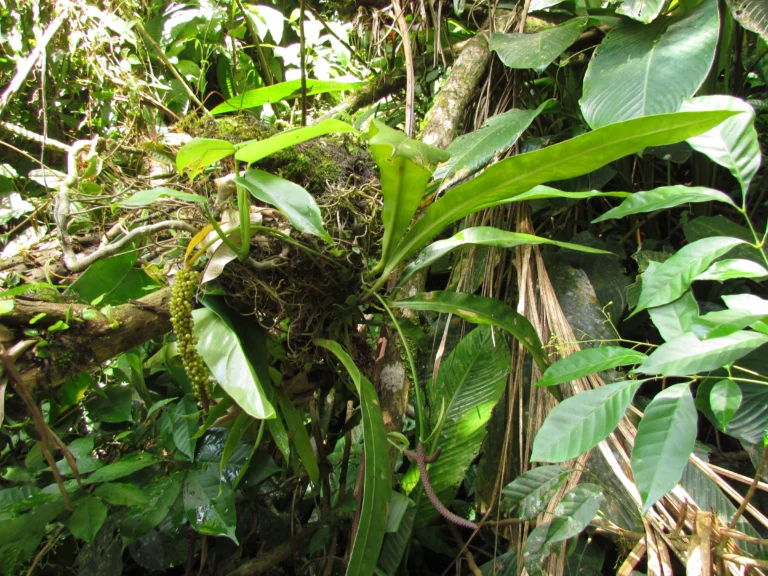 Anthurium gaudichaudianum (4)
