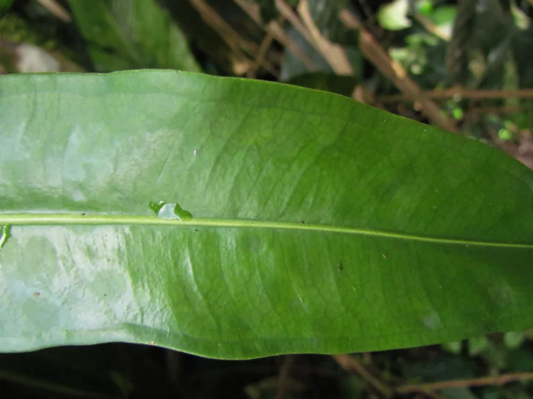 Anthurium gaudichaudianum (1)