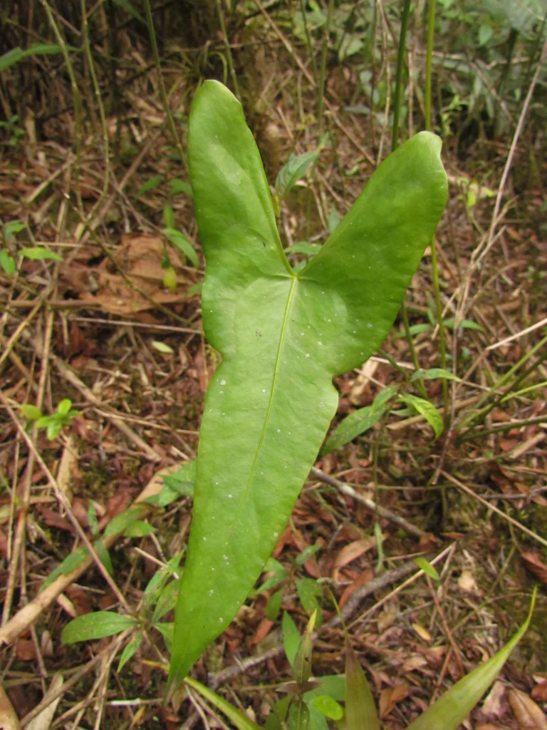Anthurium acutum (2)