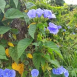 IMG_20251117_142210