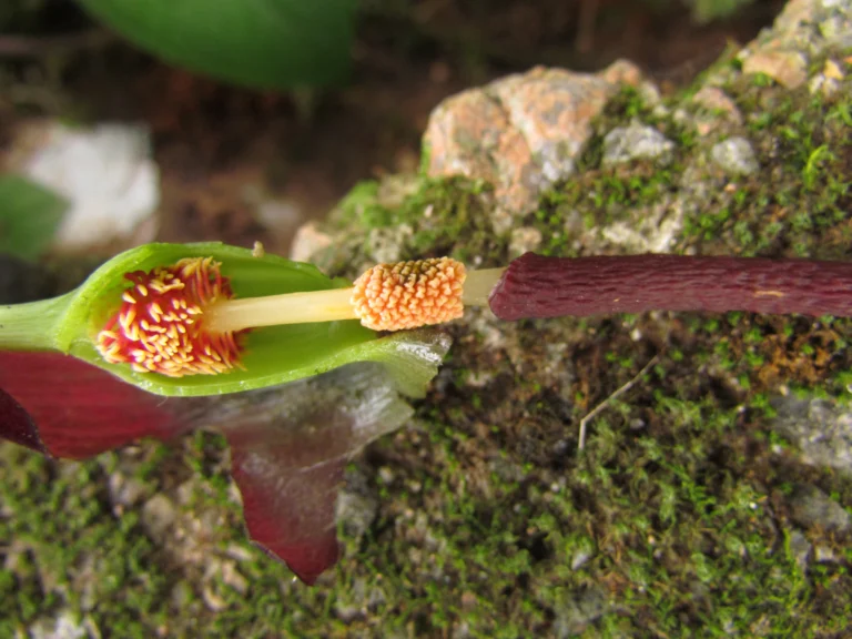 Typhonium roxburghii (22)